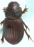 Leiopsammodius placidus